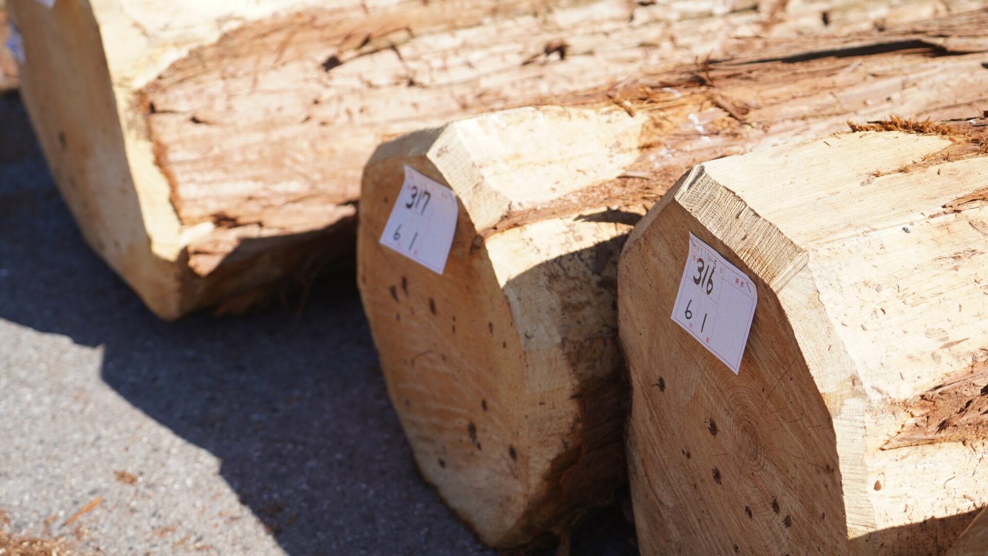 林業で山から搬出された丸太は木材市場へ市場当日を訪れてみました 森のジョブステーションぎふ 岐阜の林業を知るポータルサイト